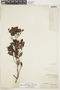 Humiria balsamifera var. parvifolia image