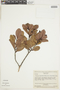 Humiria balsamifera var. coriacea image