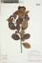 Humiria balsamifera var. coriacea image