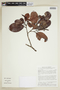 Humiria balsamifera var. guianensis image