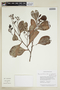 Humiria balsamifera var. guianensis image