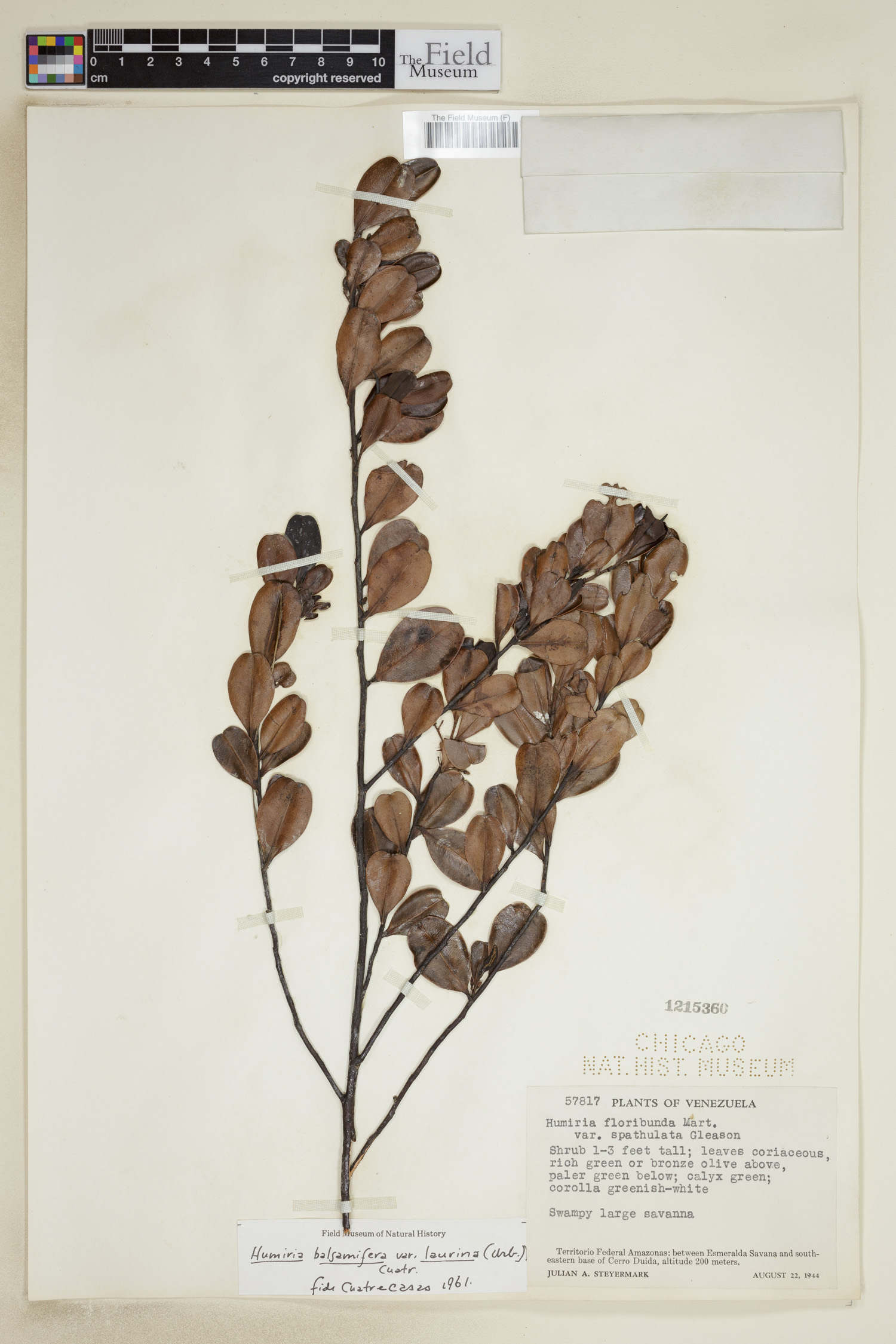 Humiria balsamifera var. laurina image