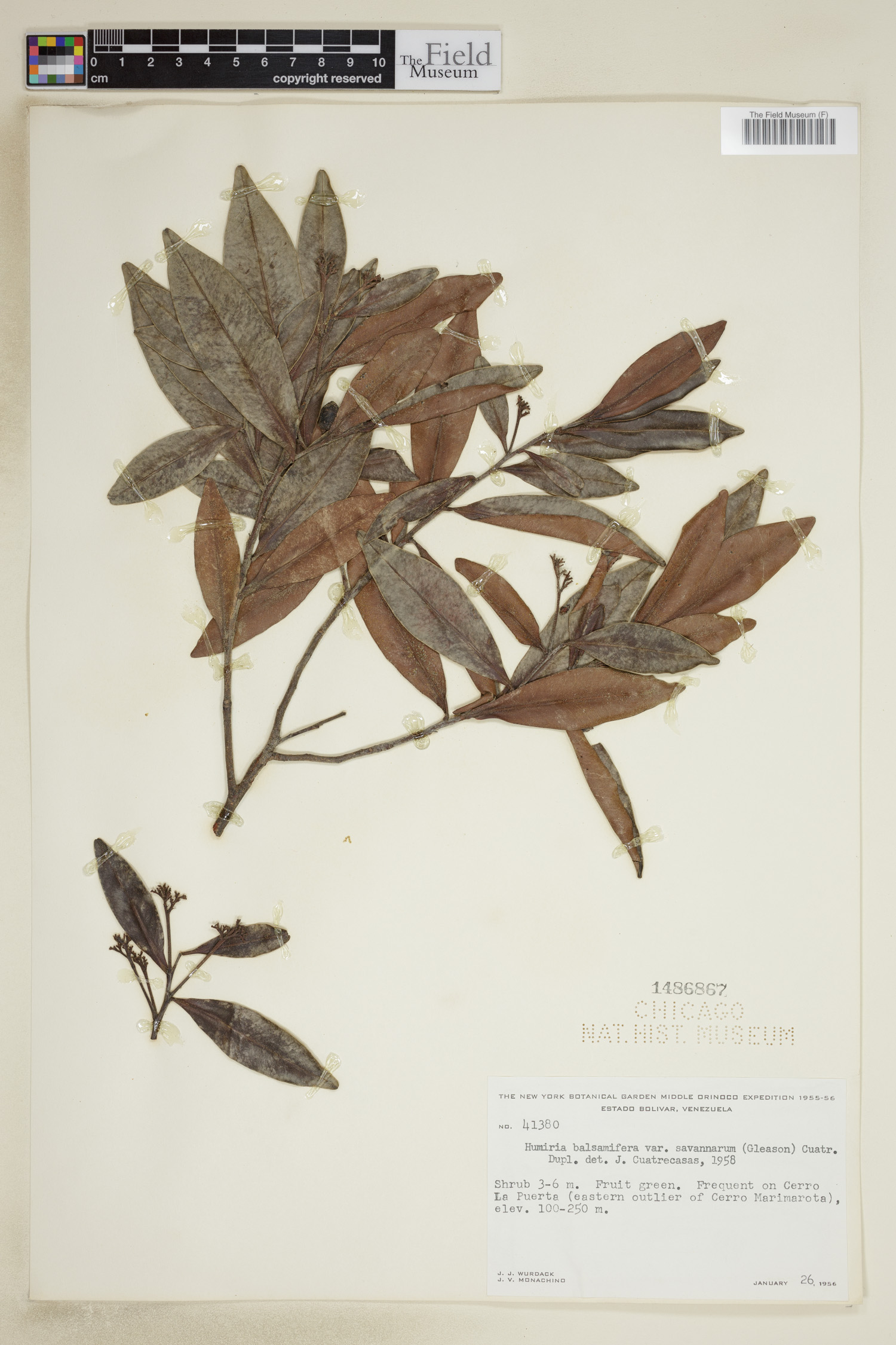 Humiria balsamifera var. savannarum image
