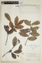 Humiria balsamifera var. subsessilis image