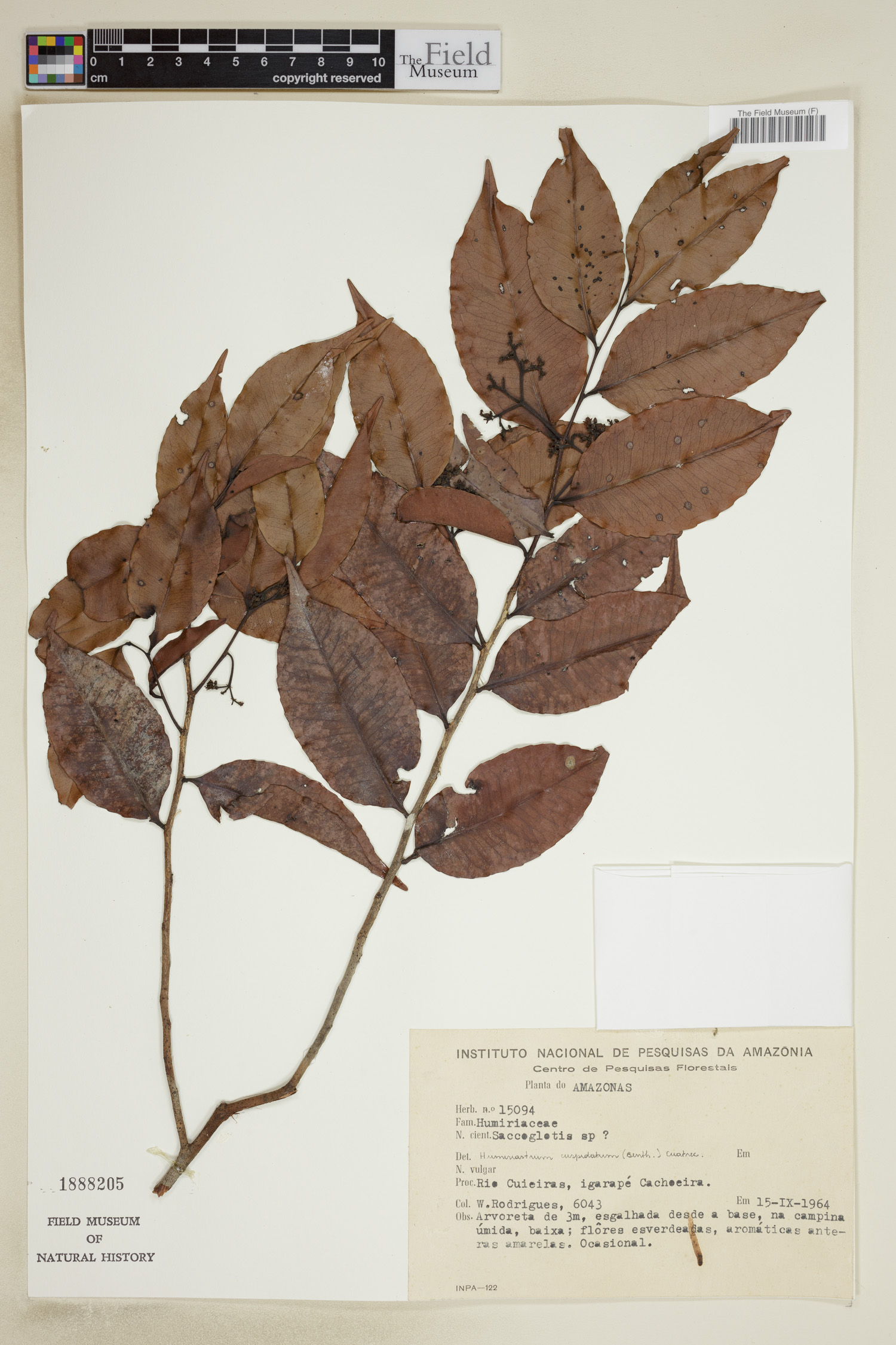 Humiriastrum cuspidatum image