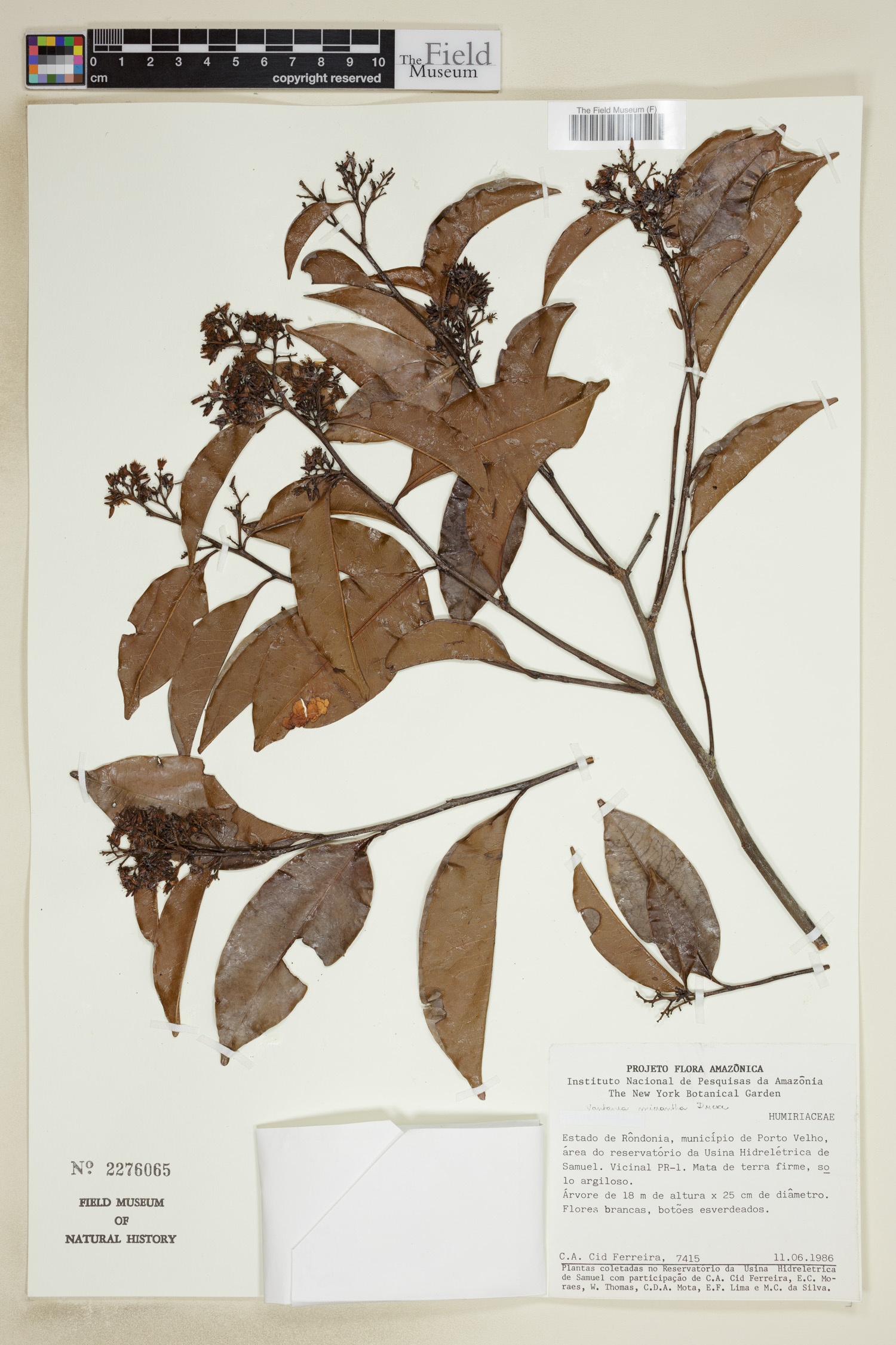 Vantanea micrantha image