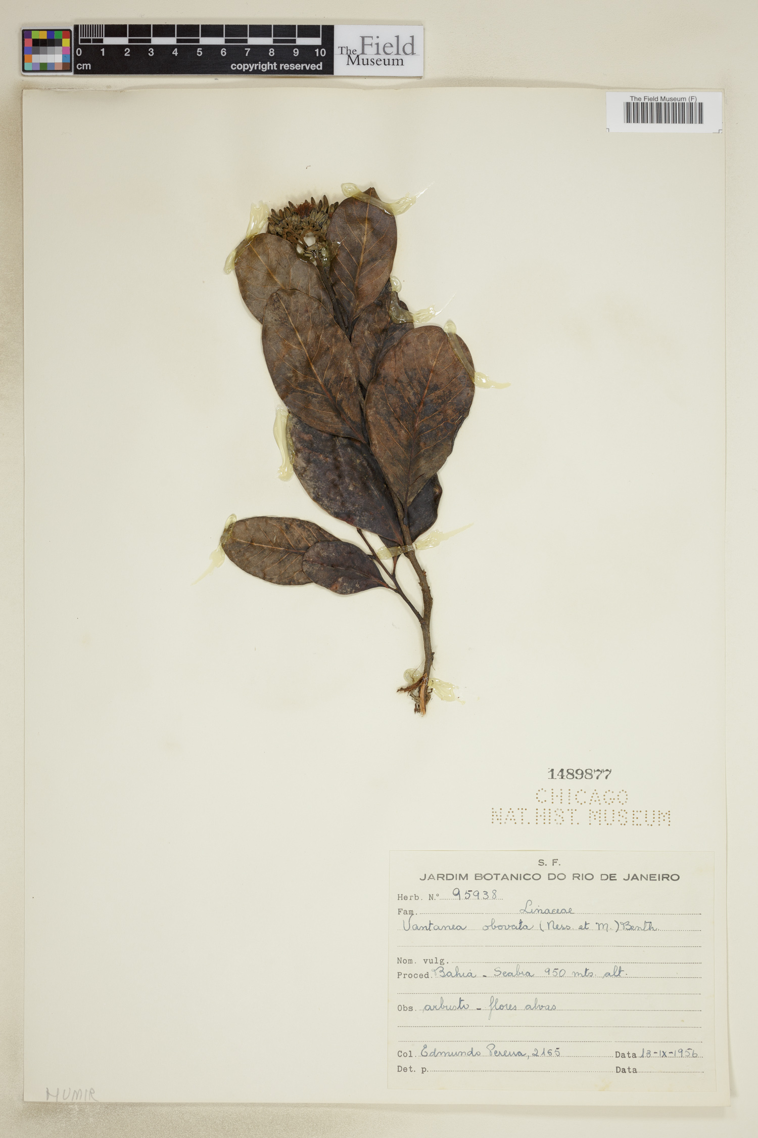 Vantanea obovata
