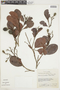 Vantanea parviflora image