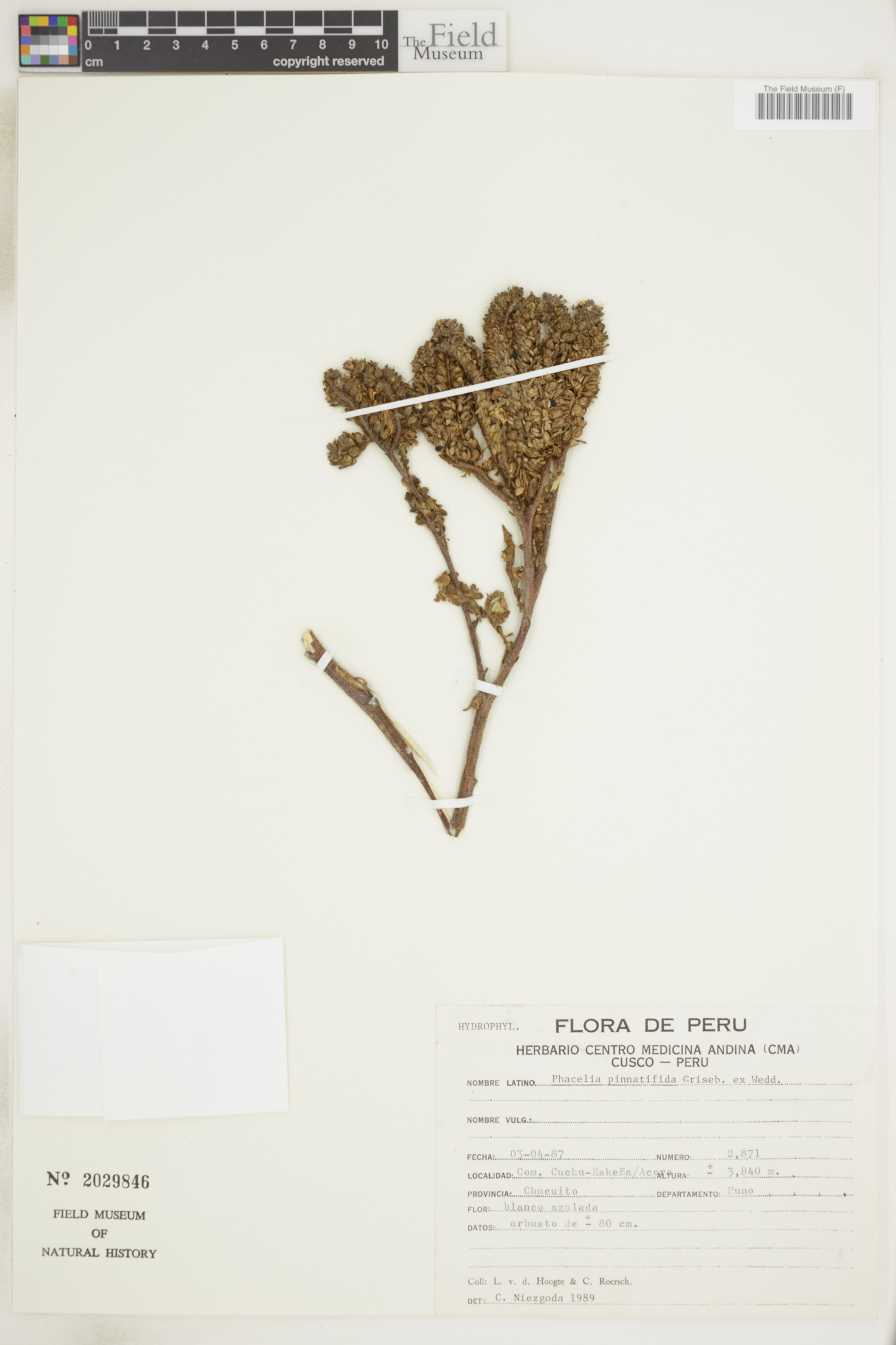Phacelia pinnatifida image