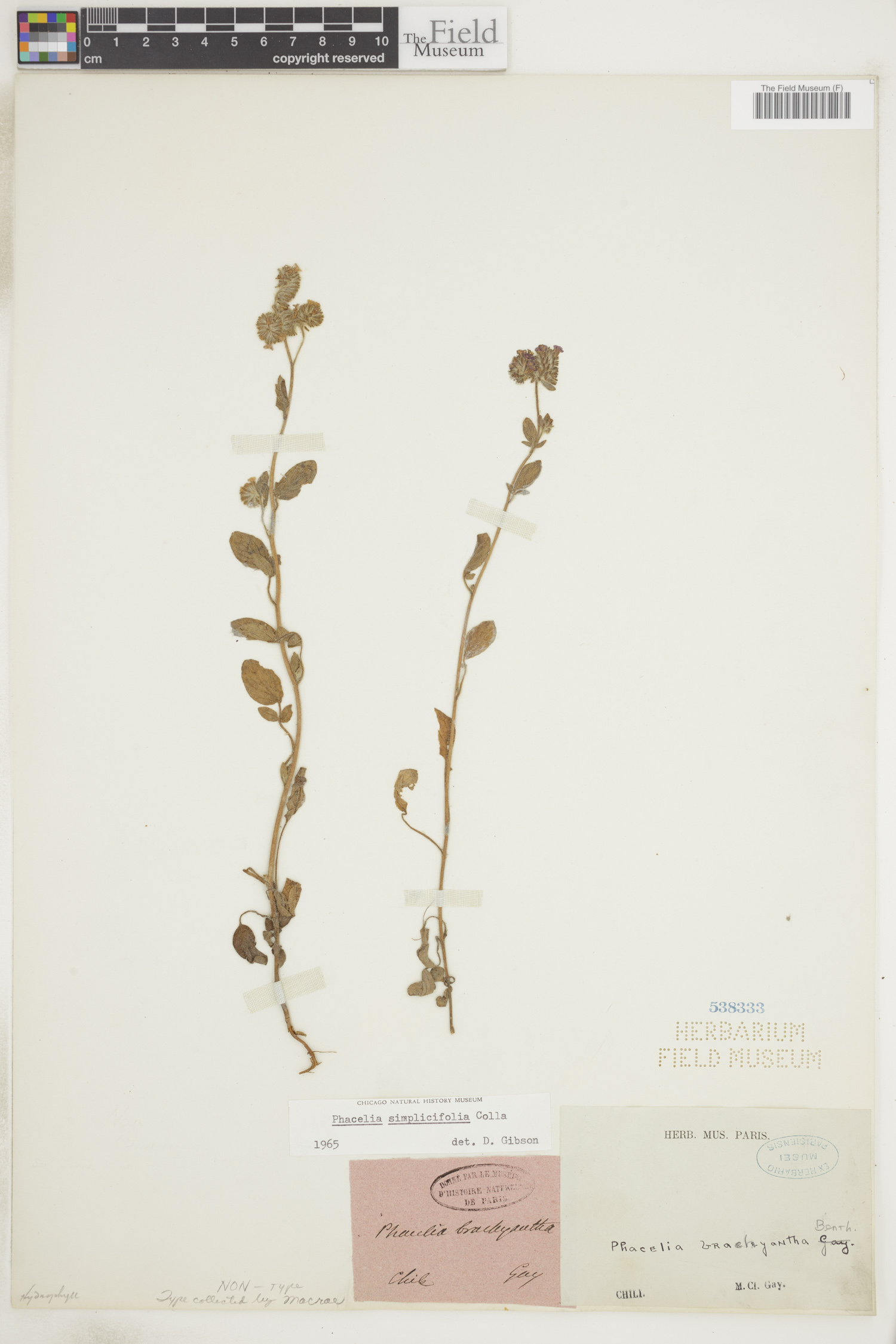 Phacelia brachyantha image