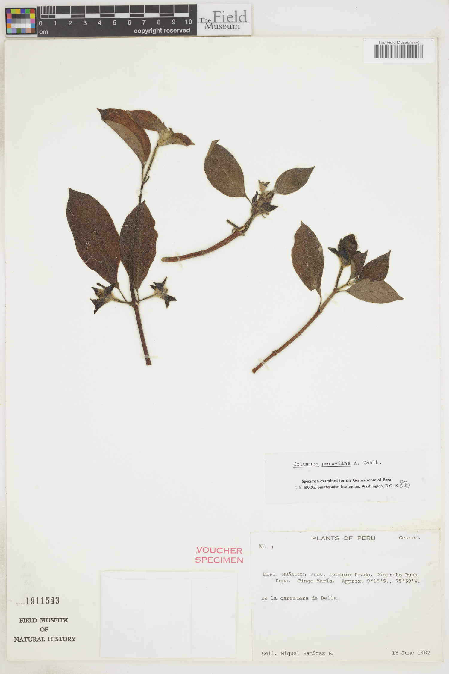 Columnea peruviana image