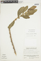Columnea spathulata image