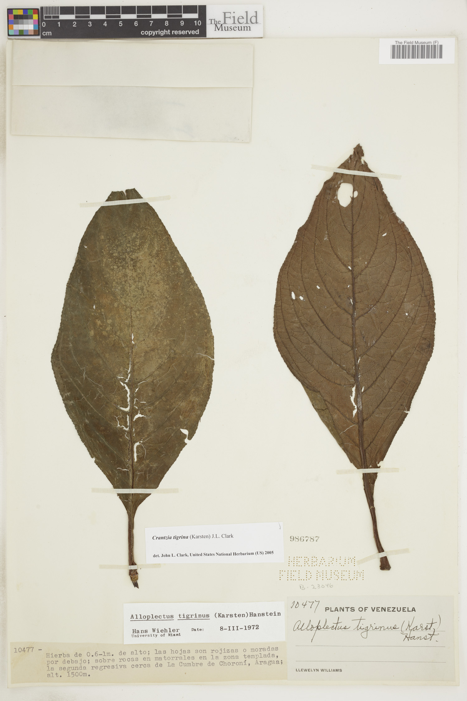 Crantzia tigrina image