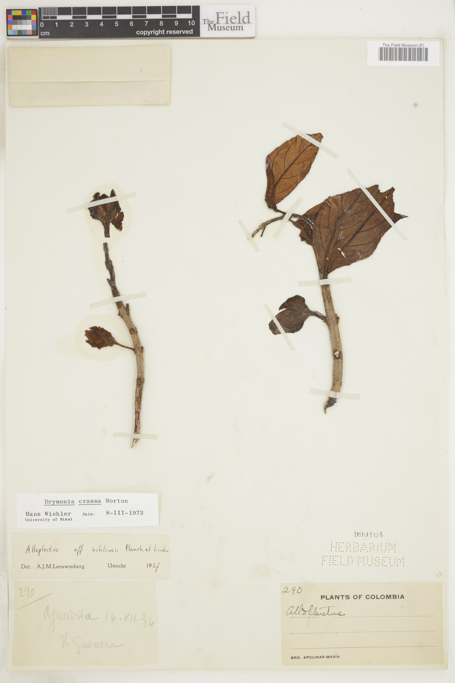Drymonia crassa image