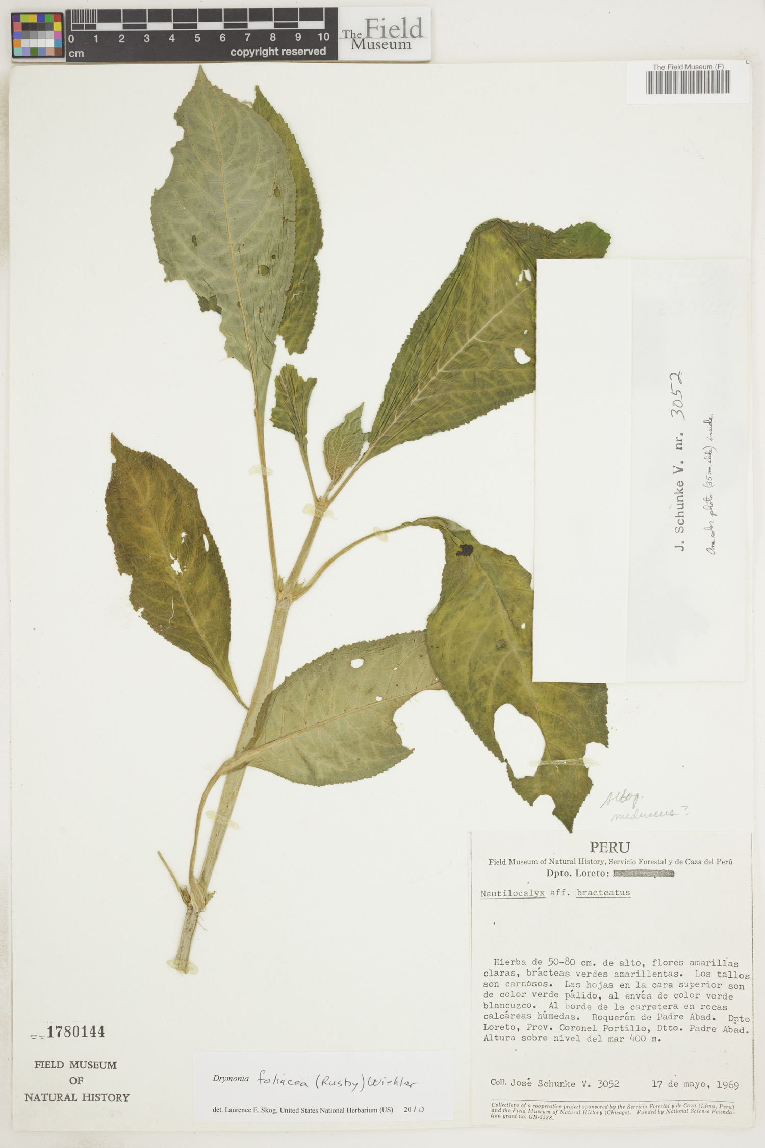 Drymonia foliacea image