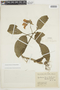 Gasteranthus herbaceus image