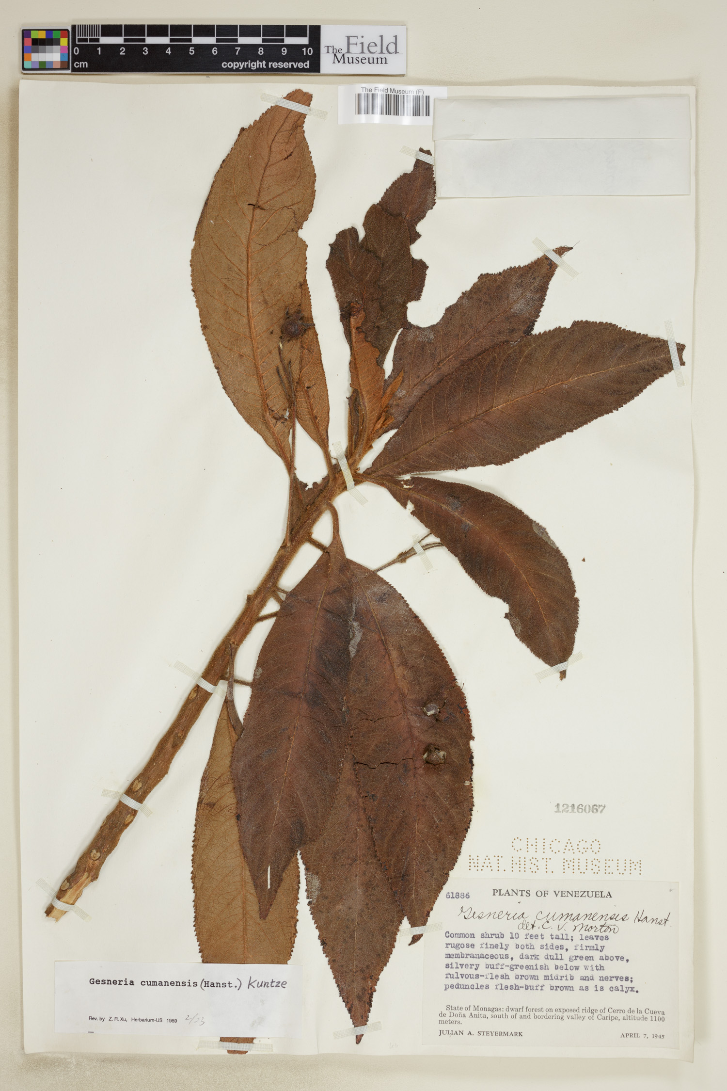 Gesneria cumanensis image