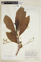 Gesneria cumanensis image