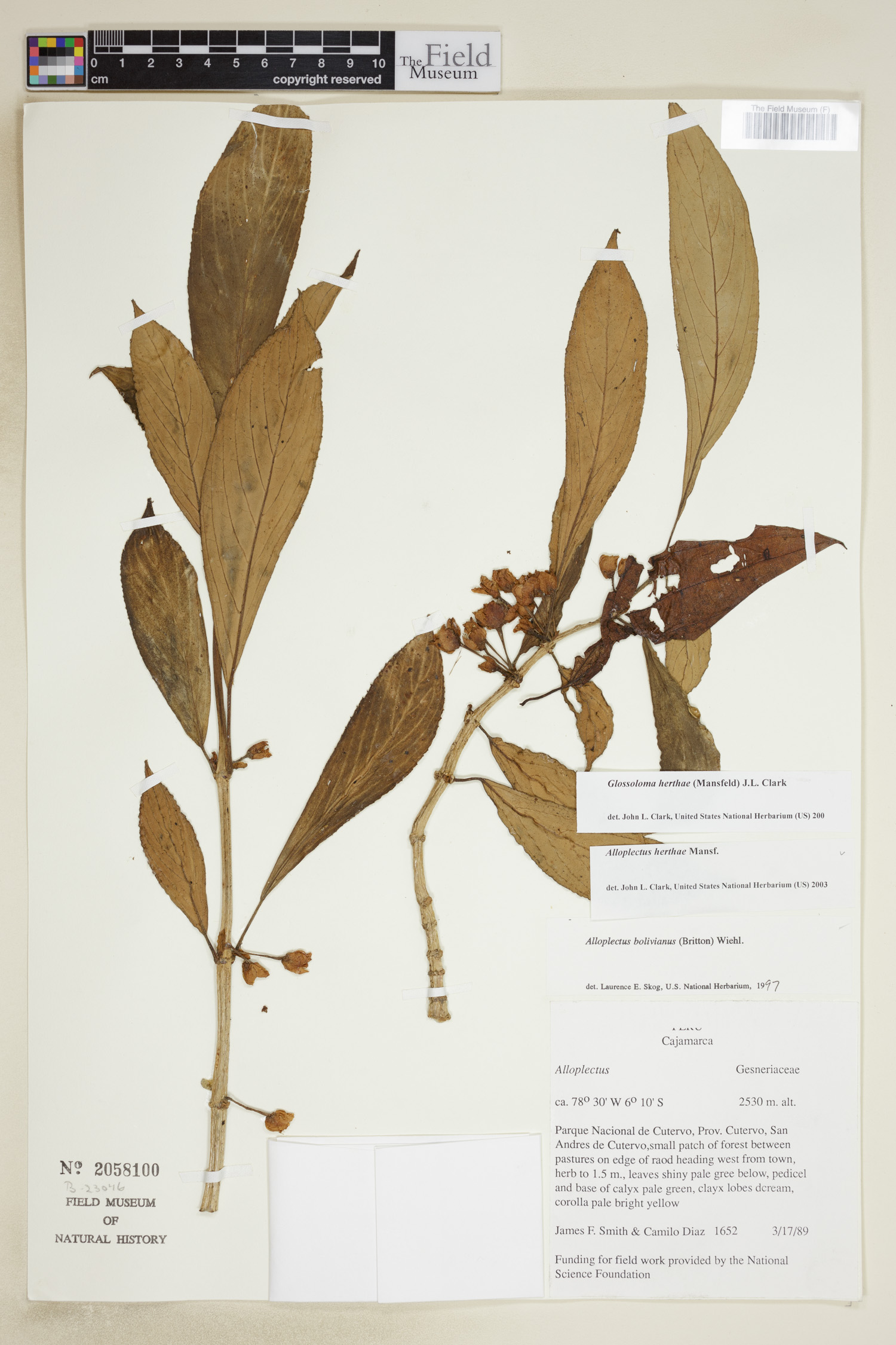 Glossoloma herthae image
