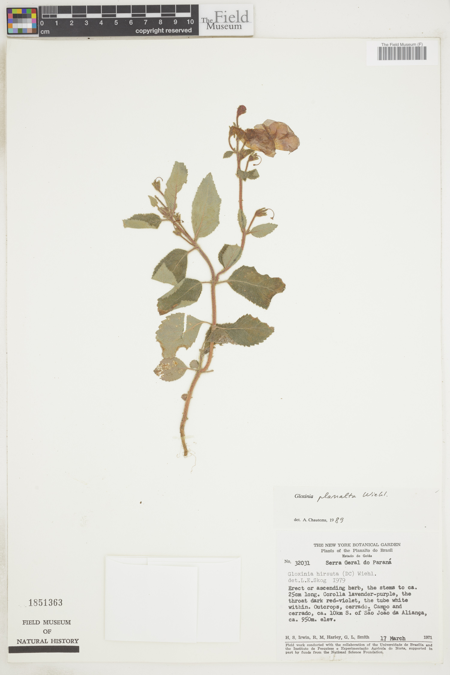 Mandirola multiflora image