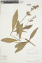 Gloxinia sylvatica image