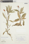 Gloxinia sylvatica image