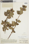 Heppiella ulmifolia image