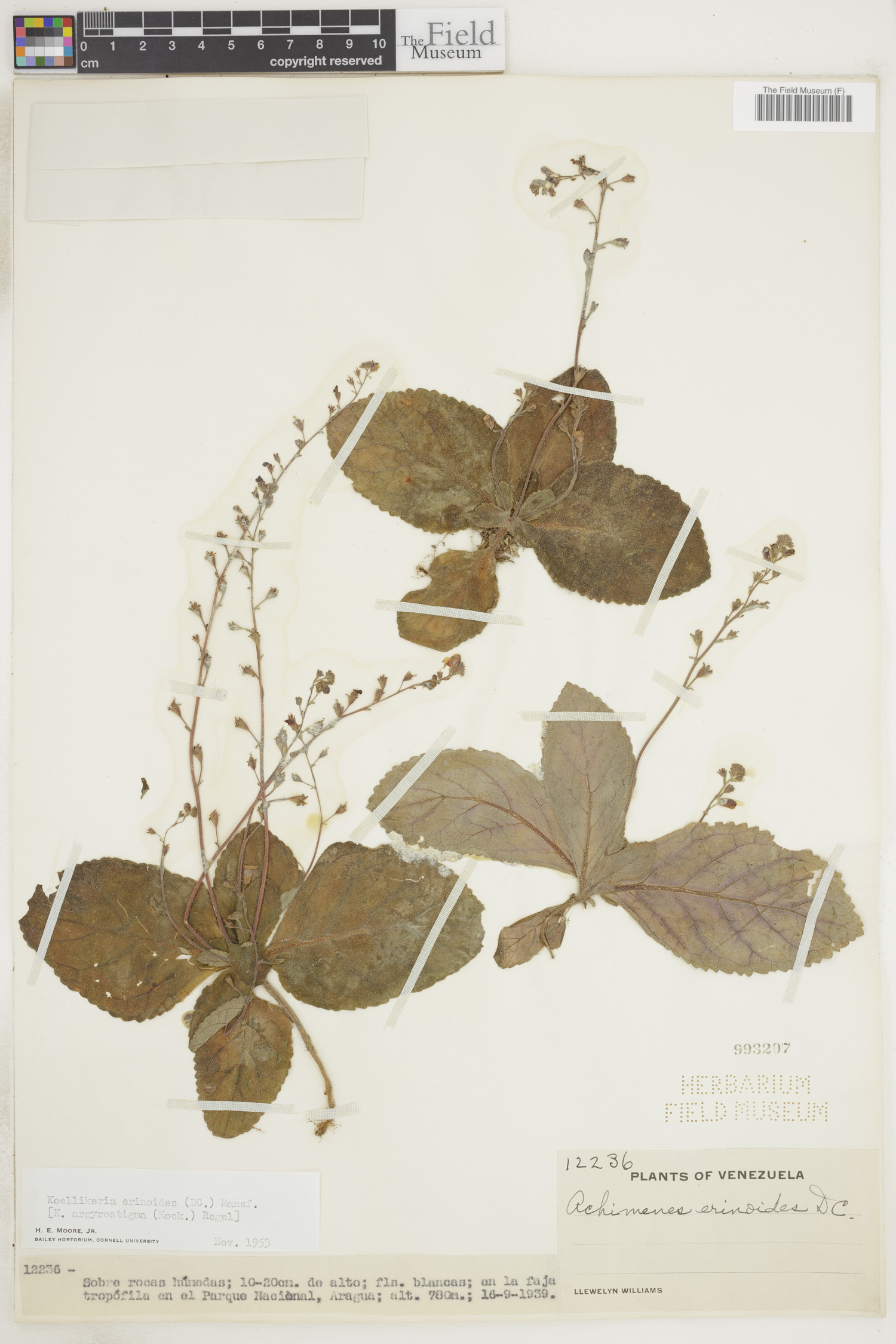 Koellikeria erinoides image