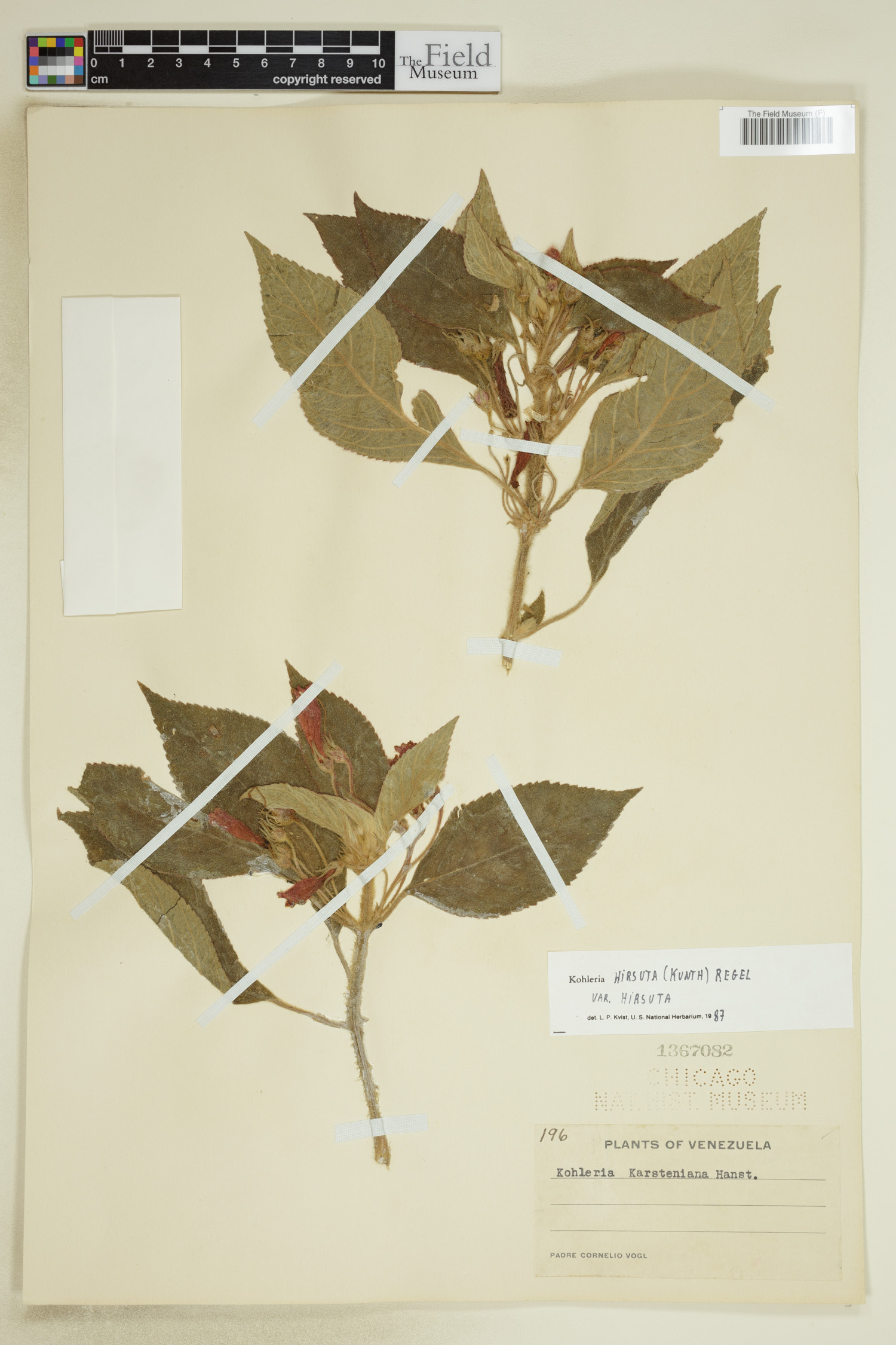 Kohleria hirsuta var. hirsuta image