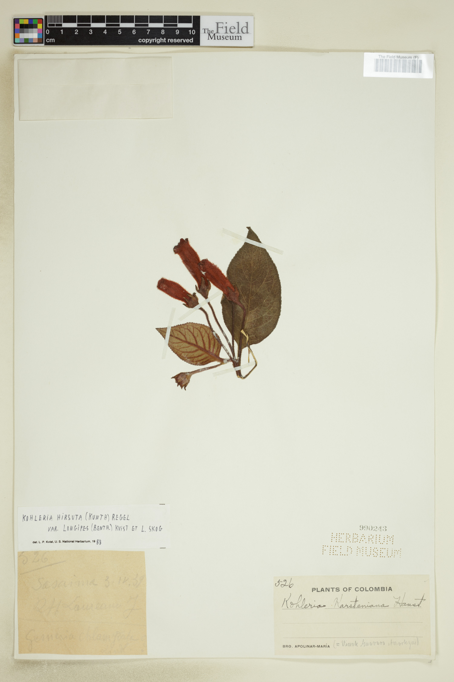 Kohleria hirsuta var. longipes image