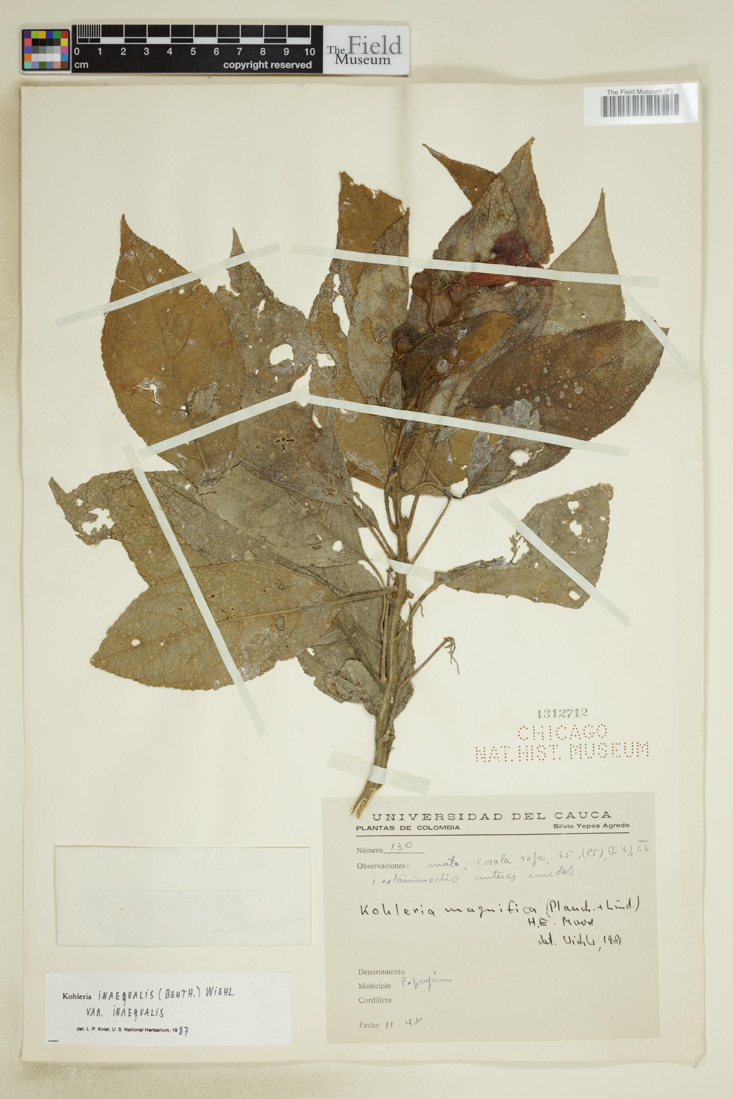 Kohleria inaequalis var. inaequalis image