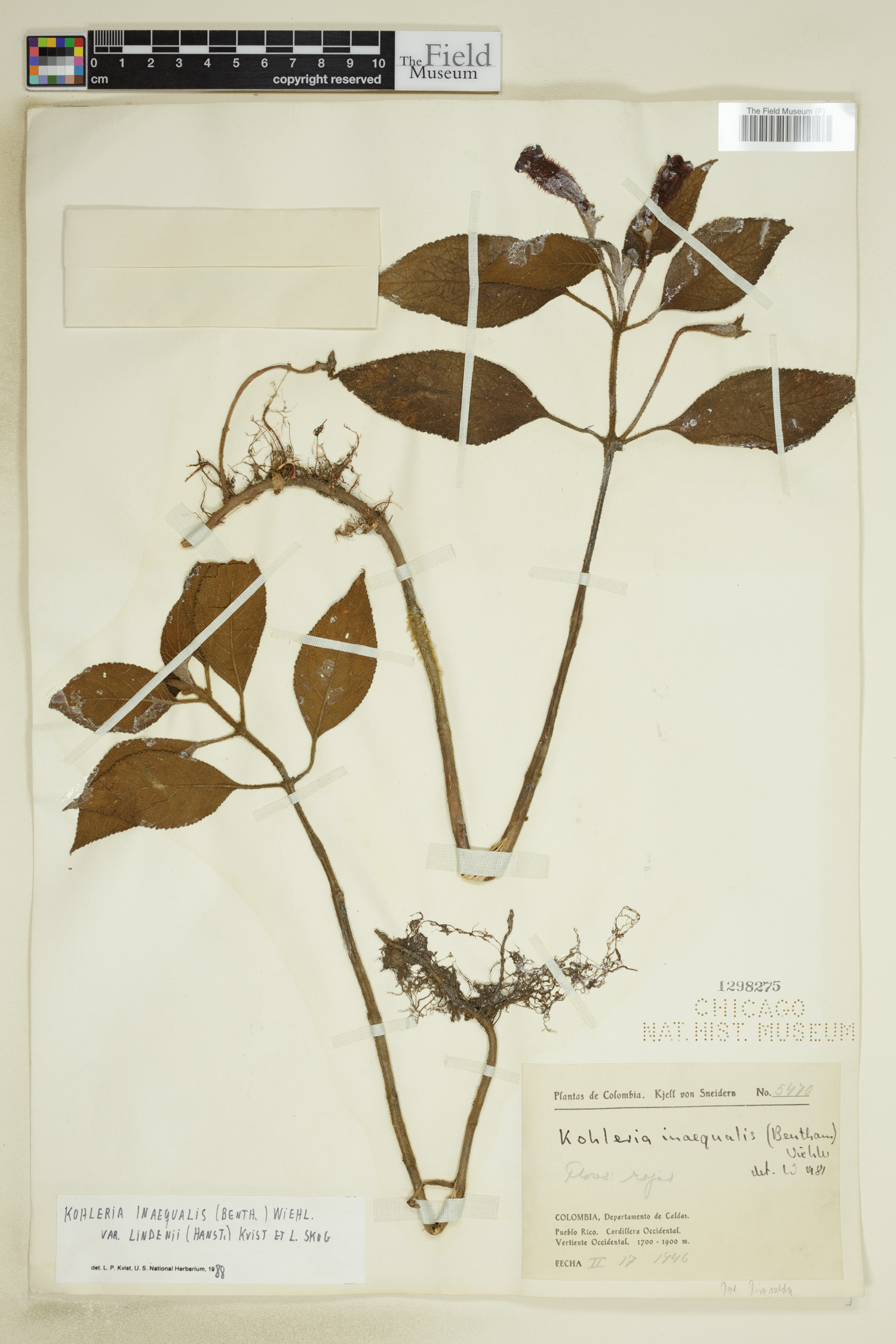 Kohleria inaequalis var. lindenii image