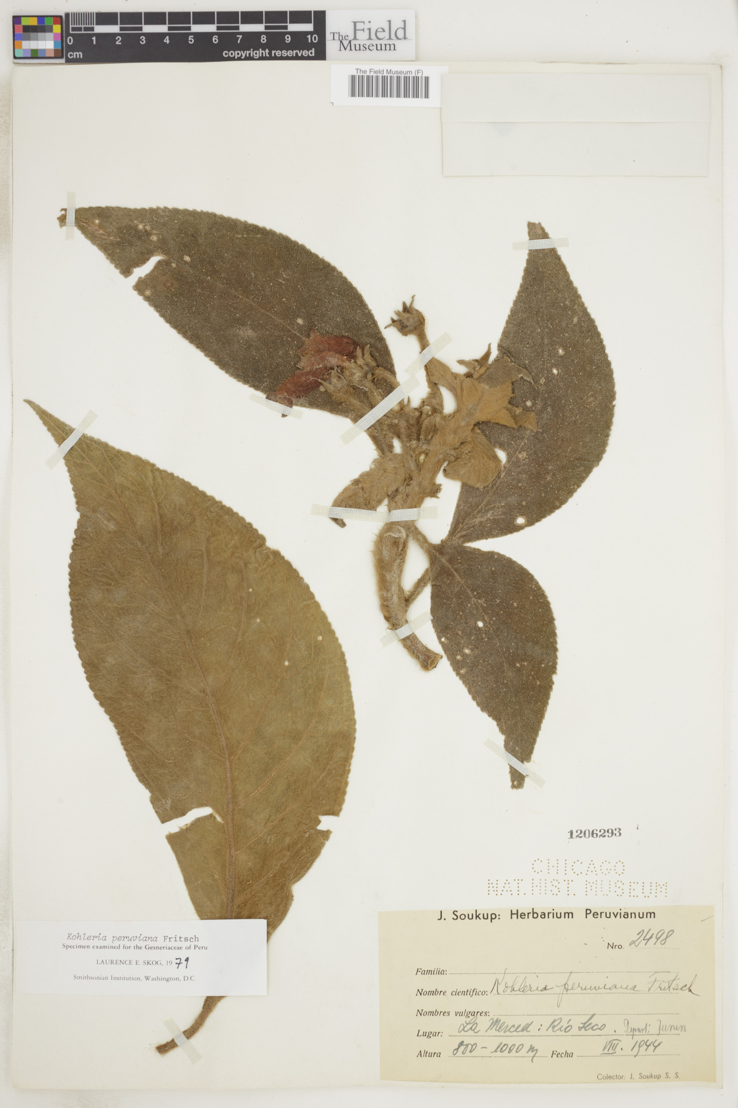Kohleria peruviana image