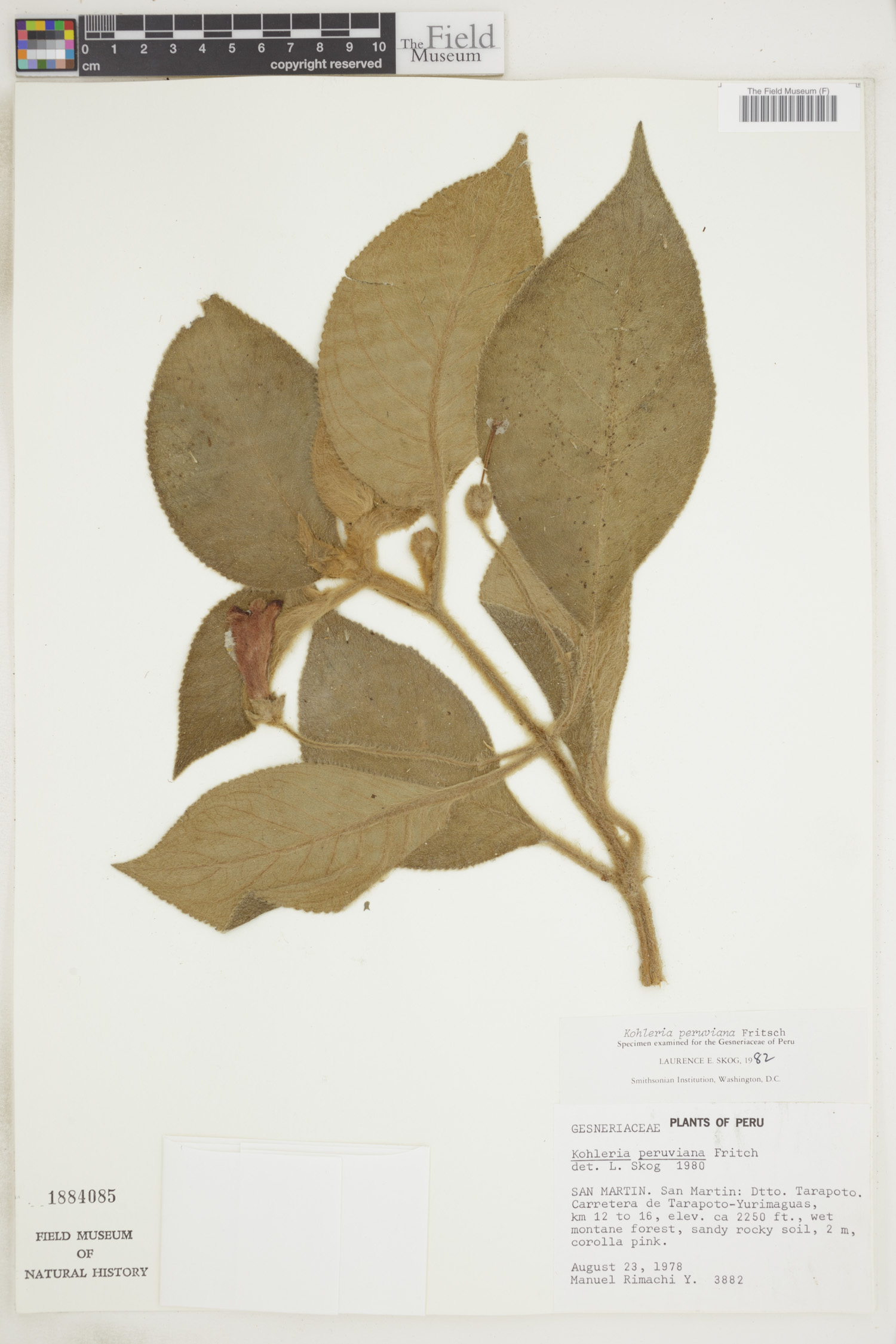 Kohleria peruviana image