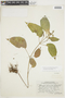 Gloxiniopsis racemosa image