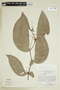 Monopyle paniculata image