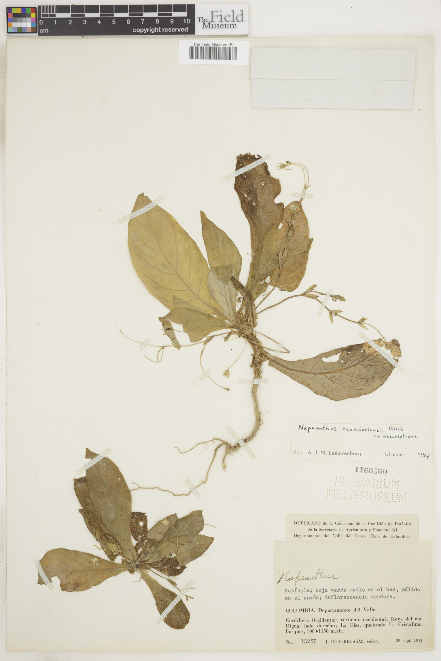 Napeanthus ecuadorensis image