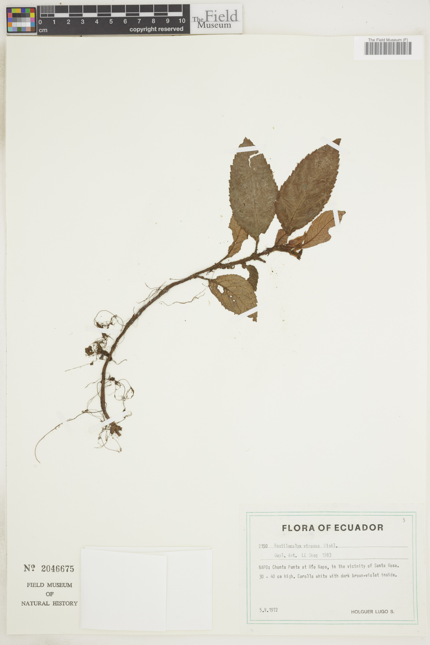 Nautilocalyx vinosus thumbnail