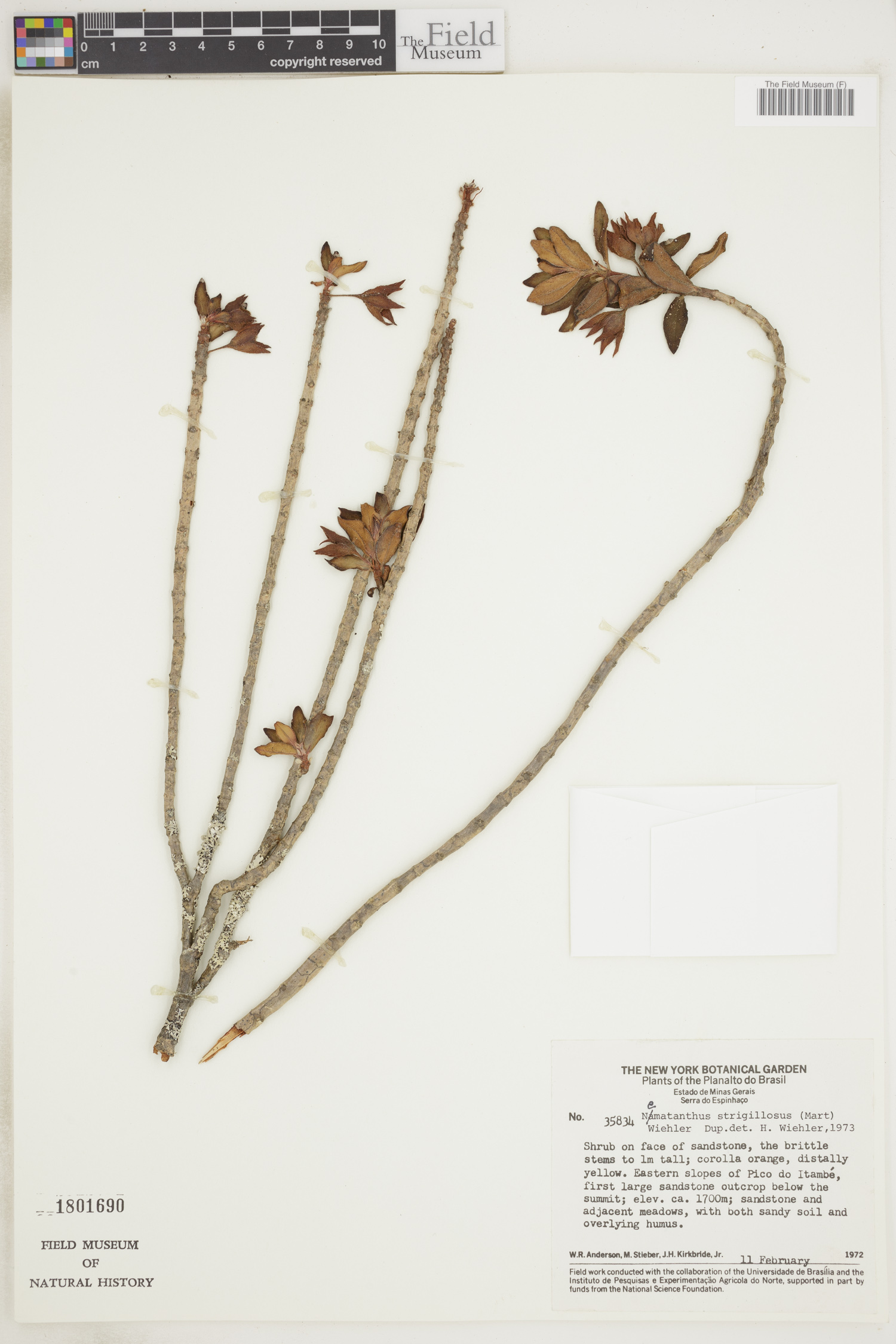 Nematanthus strigillosus image