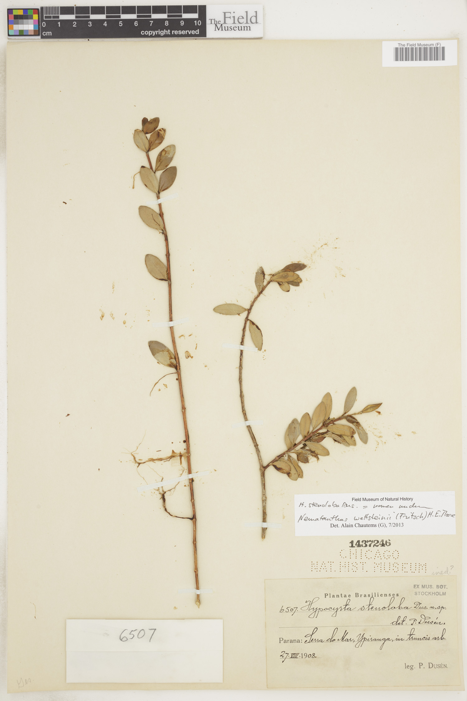 Nematanthus wettsteinii image