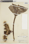 Paradrymonia gibbosa image