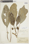 Paradrymonia maculata image