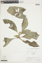 Paradrymonia longifolia image