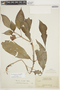 Paradrymonia maculata image