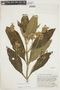 Pearcea reticulata image