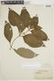 Seemannia purpurascens image