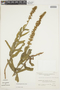 Sinningia allagophylla image