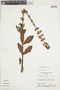 Sinningia allagophylla image
