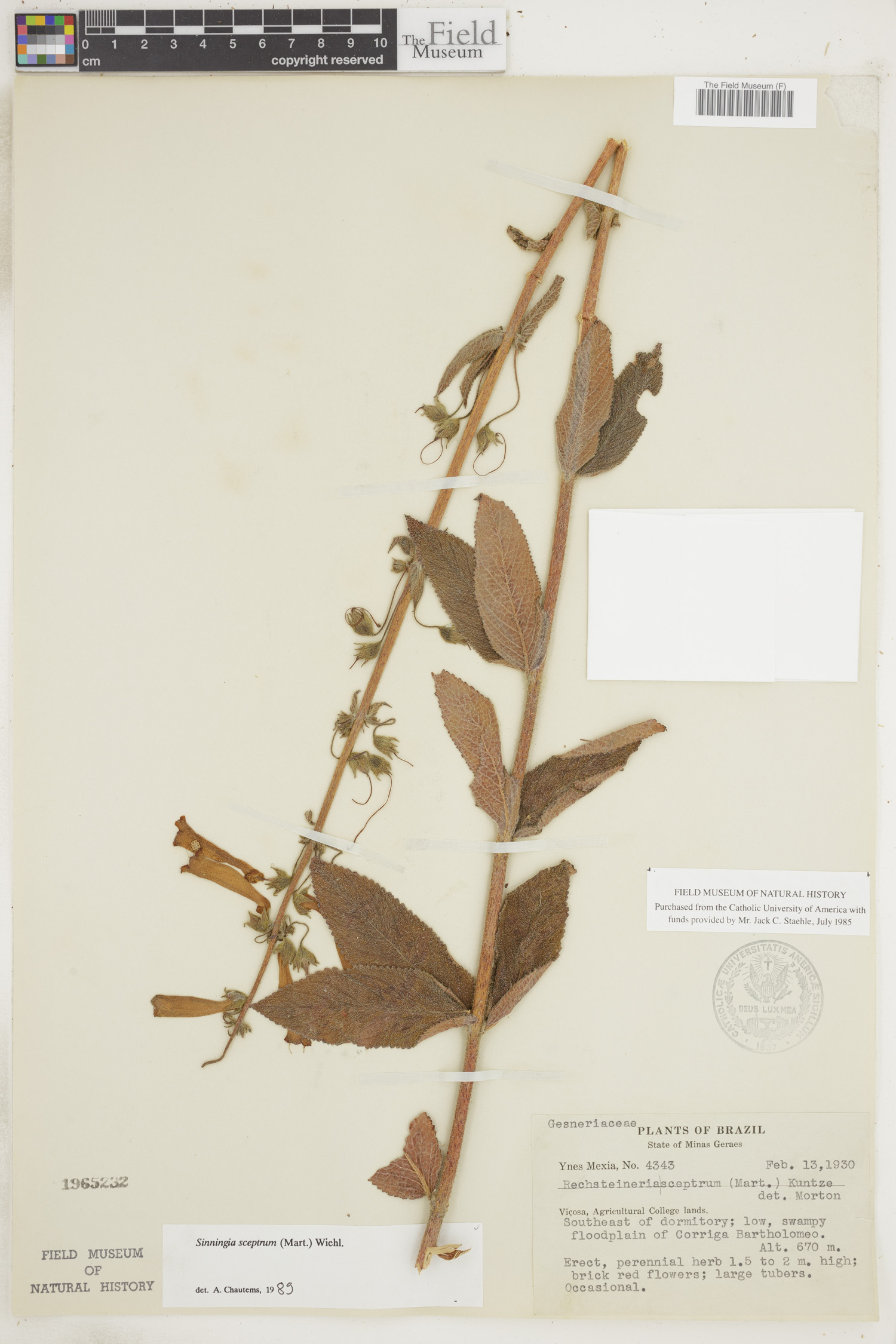 Sinningia sceptrum image