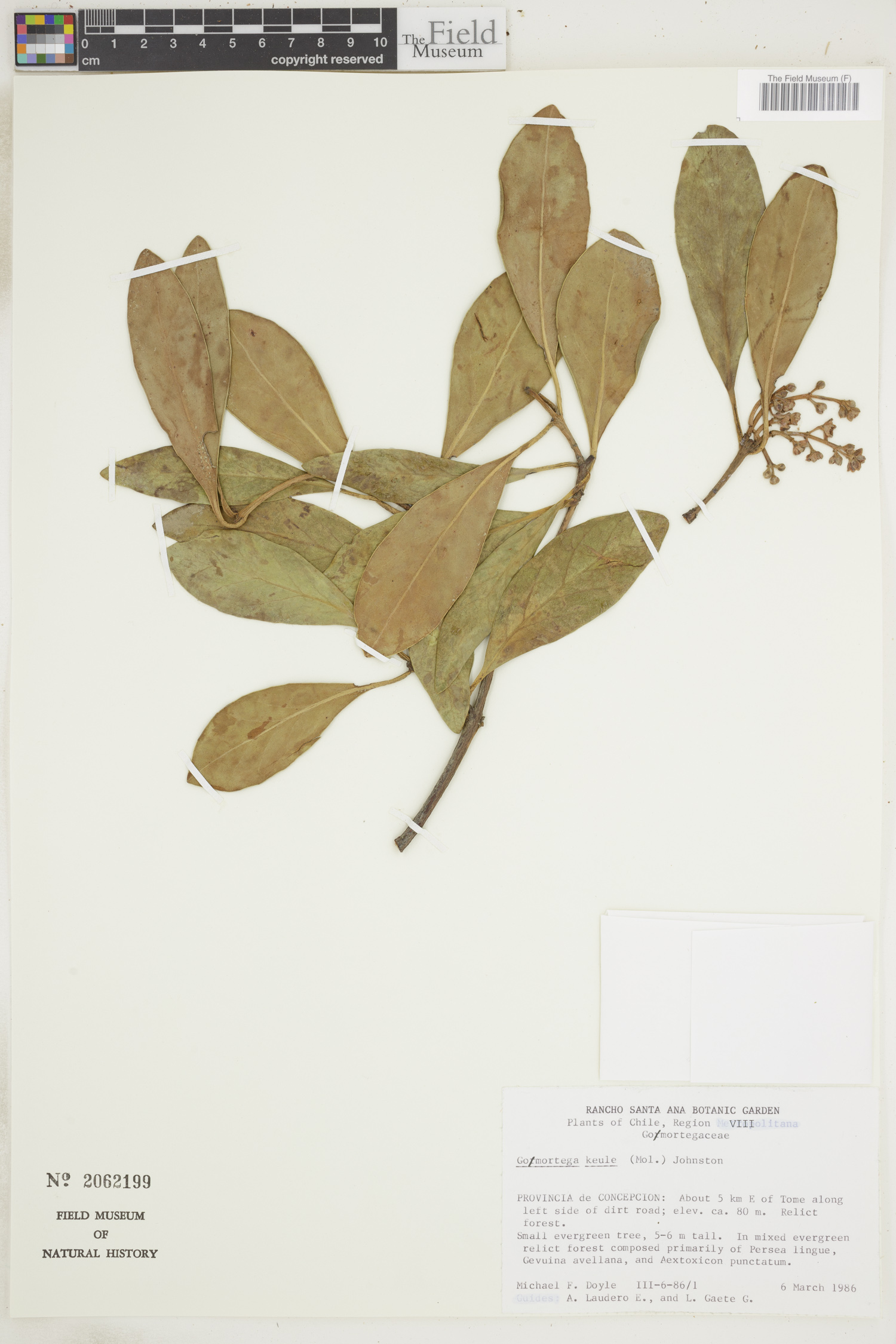 Gomortegaceae image